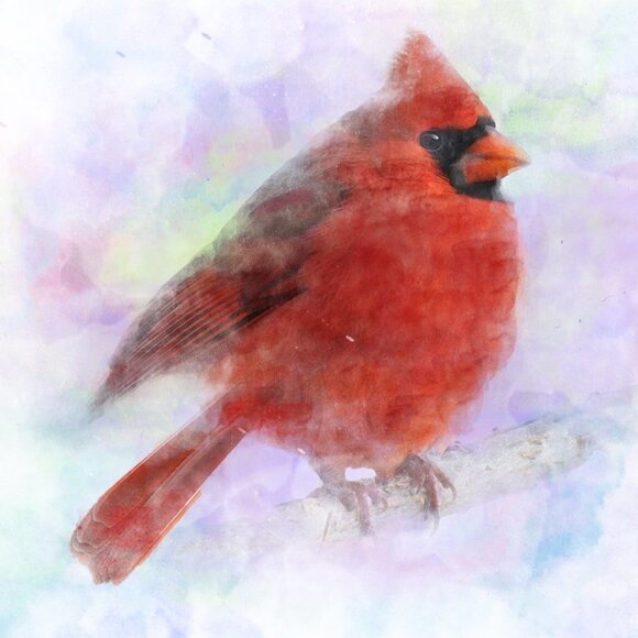 8x10 Chubby Northern Red Cardinal Watercolor Illustration Art Painting Print - Picture 3 of 5